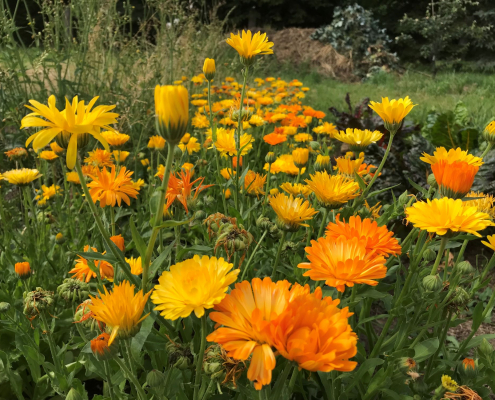 Ringelblumenmeer