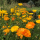 Ringelblumenmeer