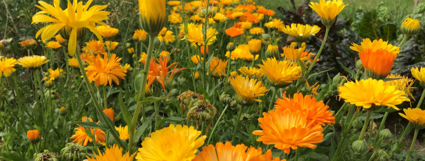 Ringelblumenmeer
